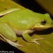 Squirrel Treefrog - Photo (c) Andrew Hoffman, some rights reserved (CC BY-NC-ND)