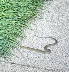 Stegonotus australis