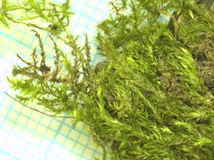 Eurhynchium striatum