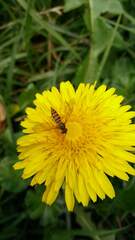 Meliscaeva cinctella