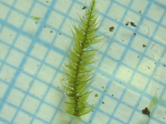 Eurhynchium striatum