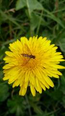 Meliscaeva cinctella