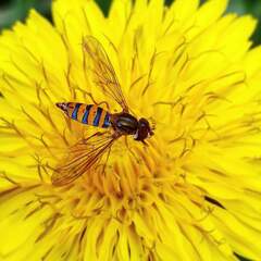 Meliscaeva cinctella