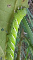 Manduca paphus