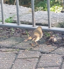 Erithacus rubecula
