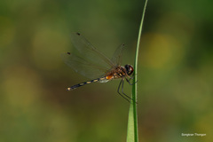 Trithemis pallidinervis