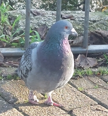 Columba livia domestica