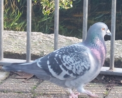 Columba livia domestica