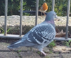 Columba livia domestica