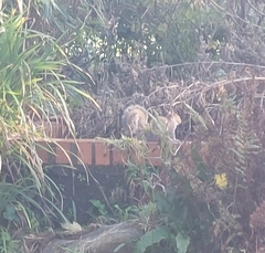 Sciurus carolinensis