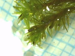 Lewinskya