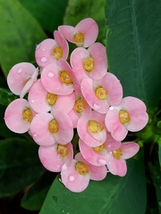 Euphorbia milii