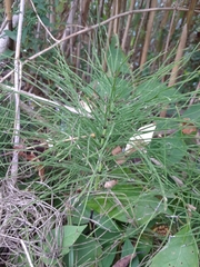 Equisetum fluviatile
