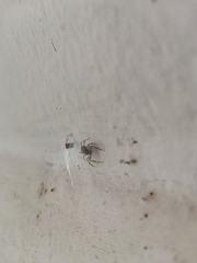 Spartaeinae
