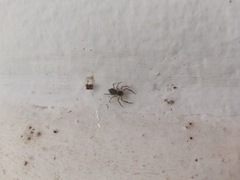 Spartaeinae