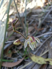 Caladenia prolata