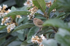 Phylloscopus collybita