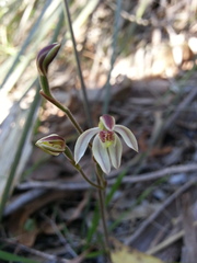 Caladenia prolata