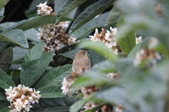 Phylloscopus collybita