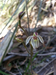 Caladenia prolata