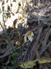 Caladenia prolata