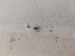 Spartaeinae