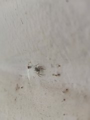 Spartaeinae