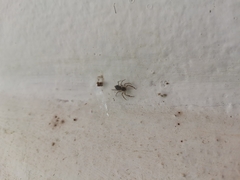 Spartaeinae