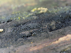 Ruzenia spermoides