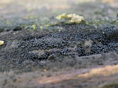 Ruzenia spermoides