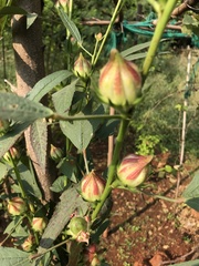 Hibiscus sabdariffa