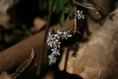 Erigenia bulbosa