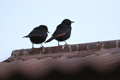 Onychognathus nabouroup