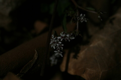 Erigenia bulbosa