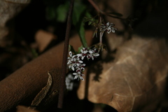 Erigenia bulbosa