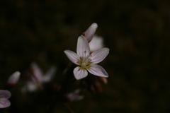 Claytonia