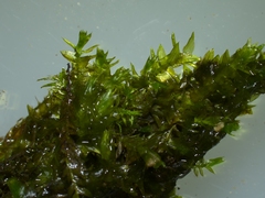 Rhynchostegium riparioides