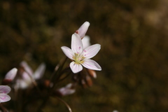 Claytonia