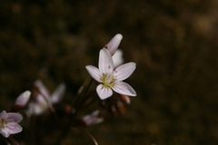Claytonia