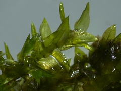 Rhynchostegium riparioides