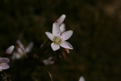 Claytonia