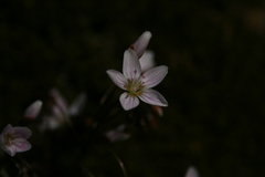 Claytonia