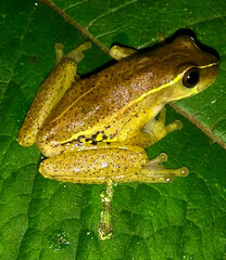 Dendropsophus