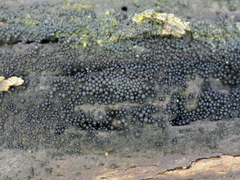 Ruzenia spermoides