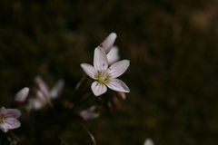 Claytonia
