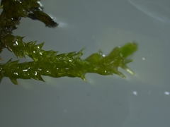 Rhynchostegium riparioides