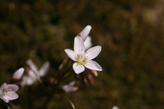Claytonia