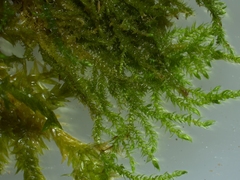 Rhynchostegium riparioides