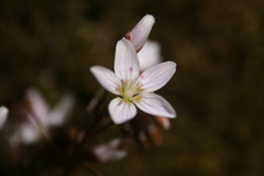 Claytonia