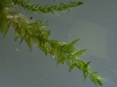 Rhynchostegium riparioides